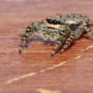 Marpissa muscosa - Jumping spider